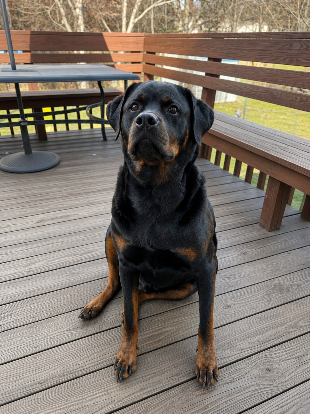 Tank, a Rottweiler, sitting proudly on a wooden deck